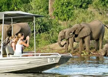 Elephants viewed from the river on a Chobe Day trip