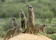 South African Explorer tour