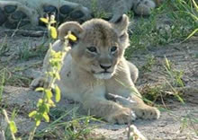 Lion Cub, Kruger park 3 day safari