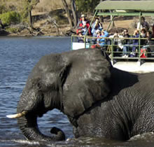 Seeing elephants on a River game cruise