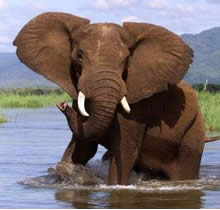 Chobe Elephants