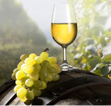 Grapes and wine, The winelands Tour