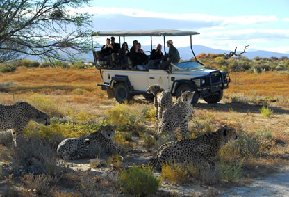 Game drive in Aquila. Cheetah Rehabilitation
