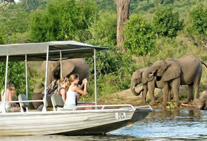 Elephants Botswana safari
