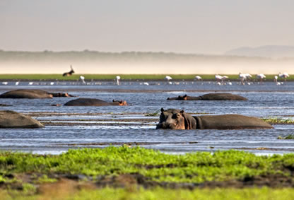 Hippo in iSimangoliso Wetland park