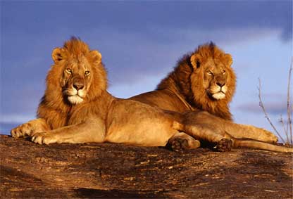 Lions in the Kruger National Park