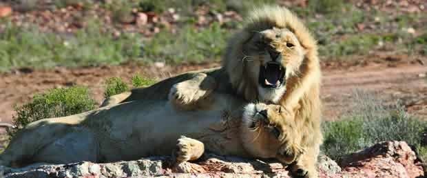 Lion at Aquila
