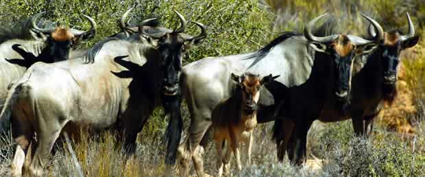 Wildebeest