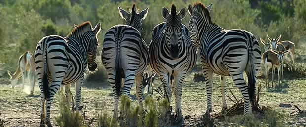 Zebra
