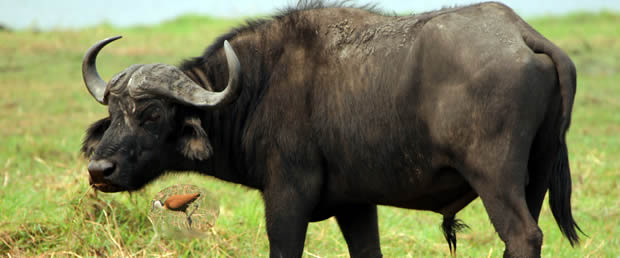 Buffalo and friend
