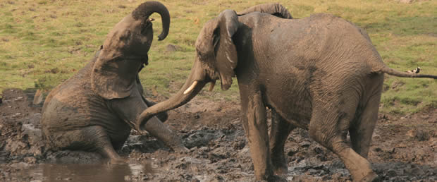 Elephant calvess having a bath