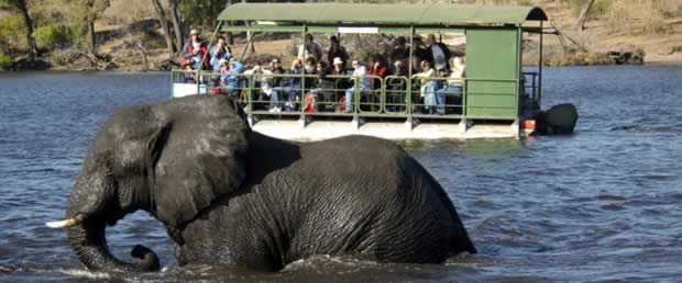 Chobe Elephants crossing