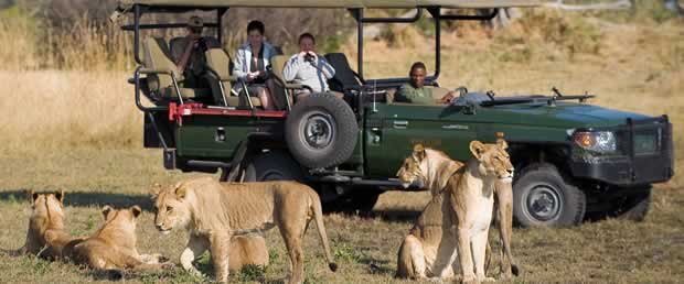Lion watched from an open game drive vehicle