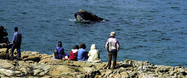 Whale watchingfrom the Shore