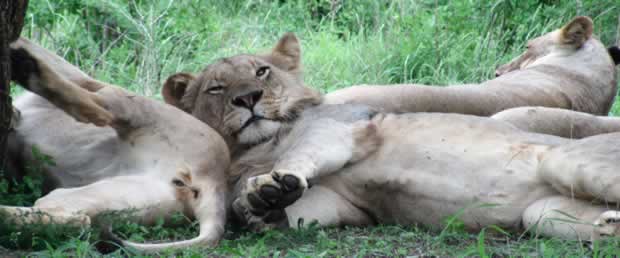 Lion cubs at Hluhluwe Umfolozi Game reserve in KZN