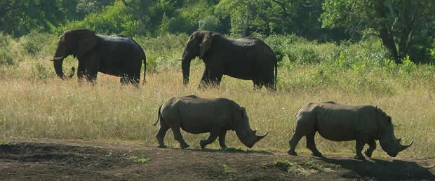 Elephants and Rhino's at Hluhluwe Game reserve