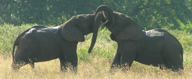 Hluhluwe Big 5 Game reserve. Elephants at play