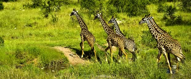 Giraffes in Hluhluwe