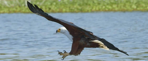 Fish Eagle in the St Lucia Wetlands