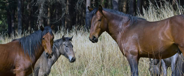 Kaapsehoop Wild Horses wandering into the town
