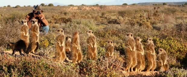 Meercats in the Karoo