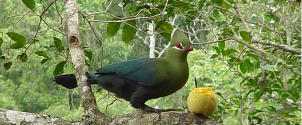 Knysna Loerie