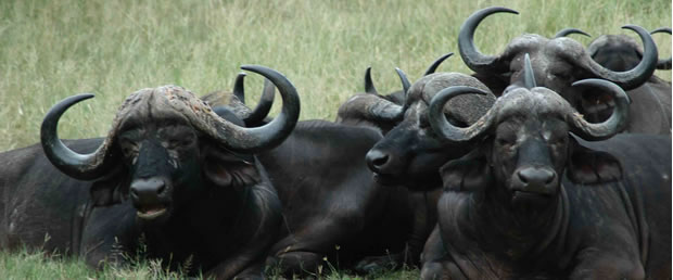 Buffalo In the Kruger National park