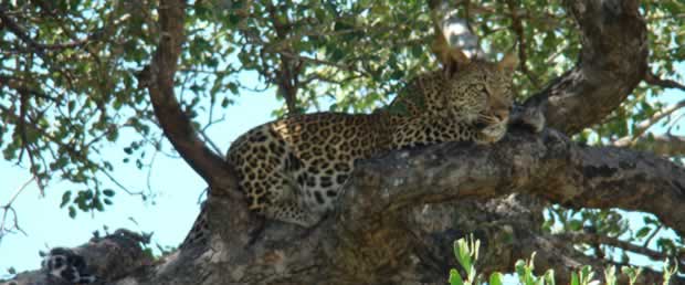 Leopard in the tree at Kruger