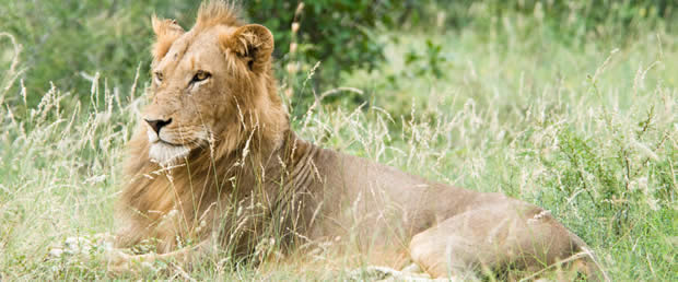 Lion in the Kruger National Park