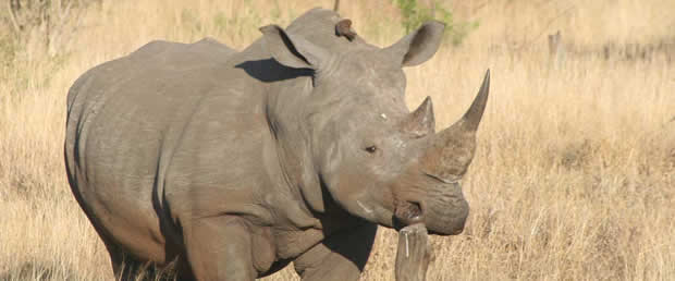 Rhino In the Kruger park