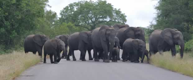 Elephants in the Kruger National Park