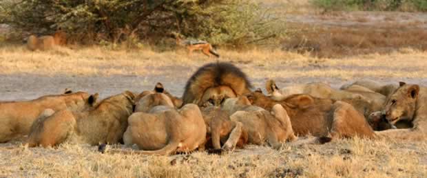 Lion in Moremi