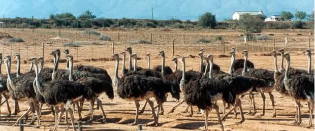 Ostrich in Oudtshoorn