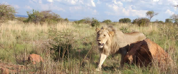 Male Lion at Pilanesberg