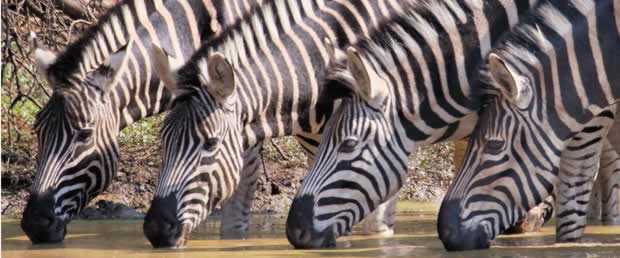 Zebra's Drinking