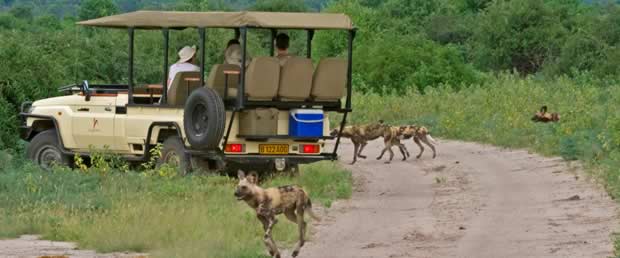 Wild Dogs seen - Savuti Safari