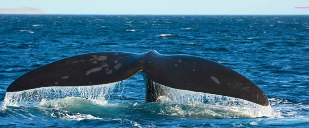 Whale watching from Wilderness