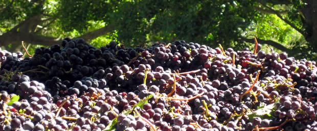 The humble Grape, soon to be stomped